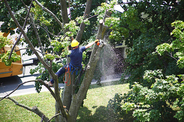 Best Residential Tree Removal  in USA